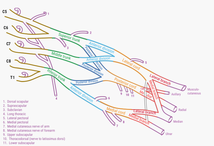 U Br Columbia Drawing Overview Of The Brachial Plexus English Labels AnatomyTOOL